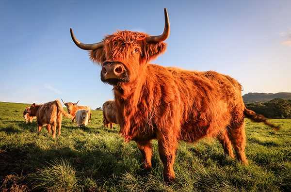 Highland Cows