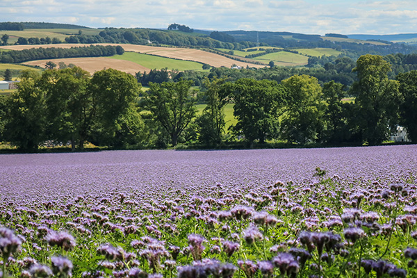 Field of Flowers